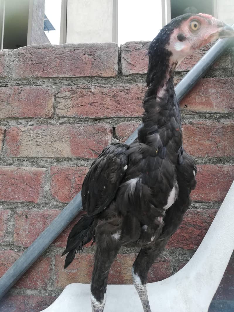 اصیل مشکے 5