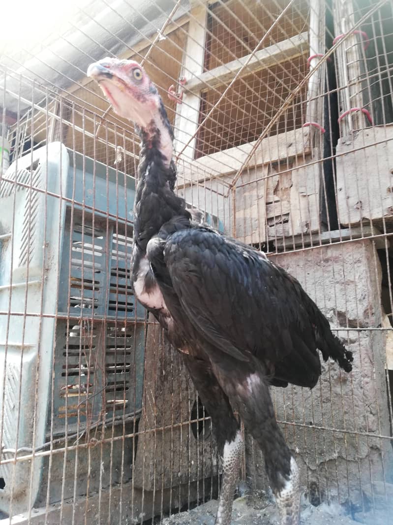 اصیل مشکے 6