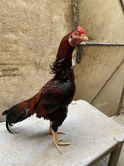 top quality patha and mrgi for sale