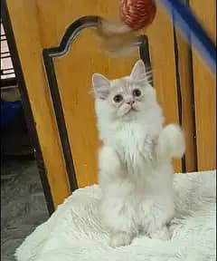 Persian triple coat/heavy fur/punch face/kittens/cat