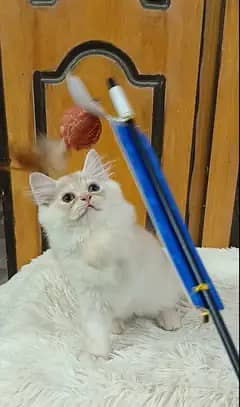Persian cat and kittens /male/female/triple coat/punch face cat