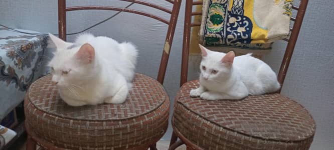 Cat for sale Male / Female