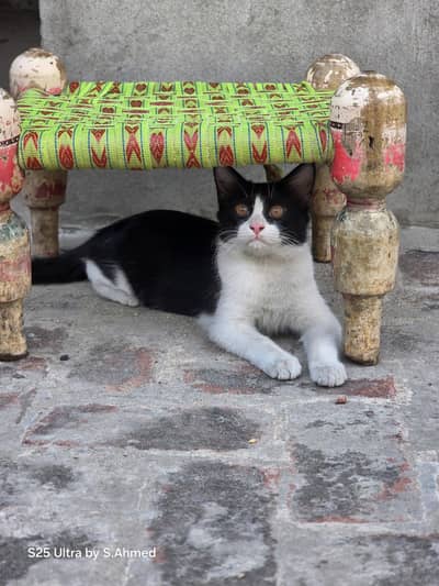 2 Bicolor cats 1 male 1 female for adoption