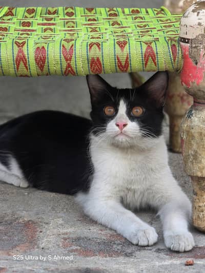 Bicolor double coated Male 10 months age only