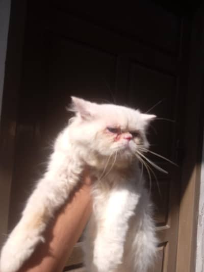 pikki face blue eyes male cat for sale