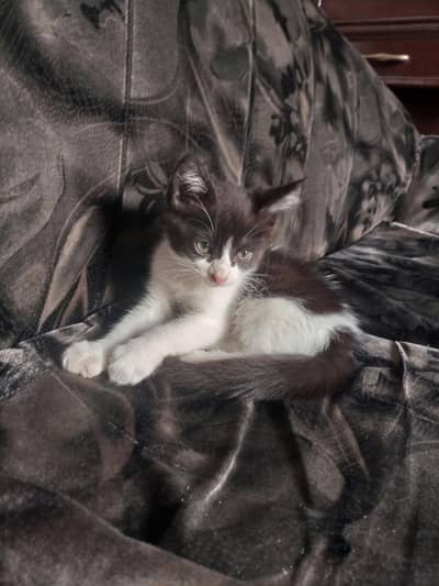 cute kitten for home tame and friendly