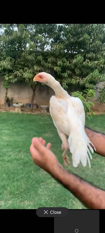 parrot beak or hera cross