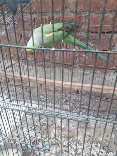 beautiful birds. 0321.7523669