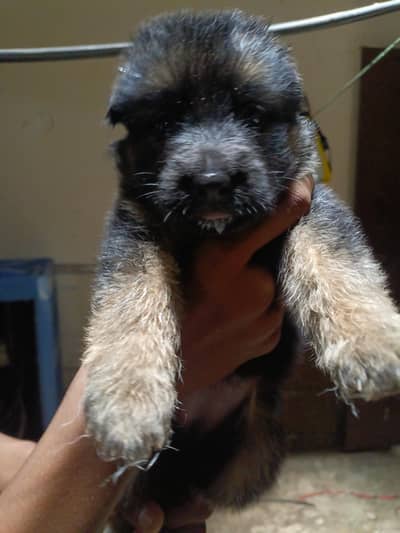Black Germany Shepherd Long Court puppies available For sale
