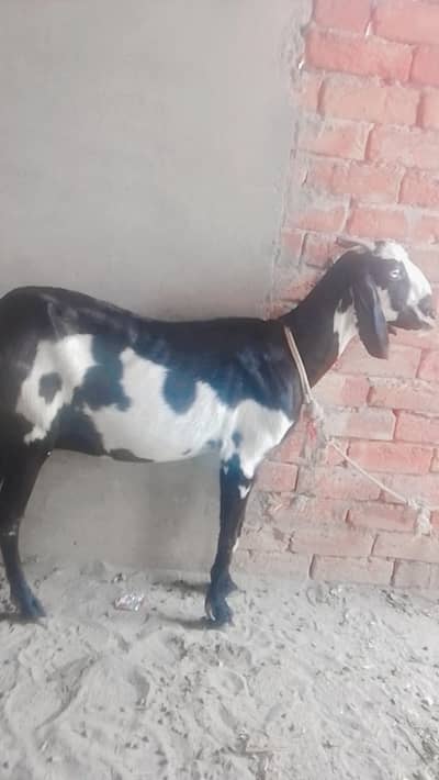 gabban bakri for sale
