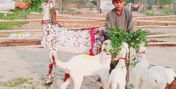 3 bacchon wali bakri for sale call