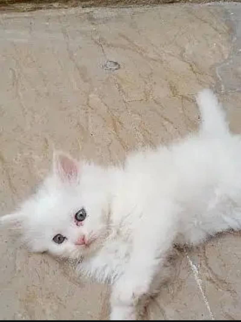 persian kittens pair 2