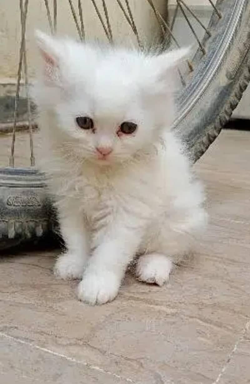 persian kittens pair 3