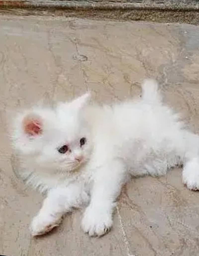 persian kittens pair 4