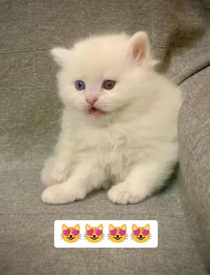 persian kittens pair 5