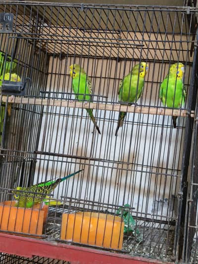 Australin breeder pair
