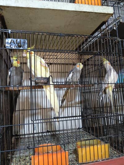 Australin breeder pair
