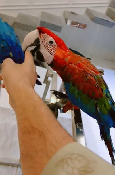 Green wing macaw/03156376925