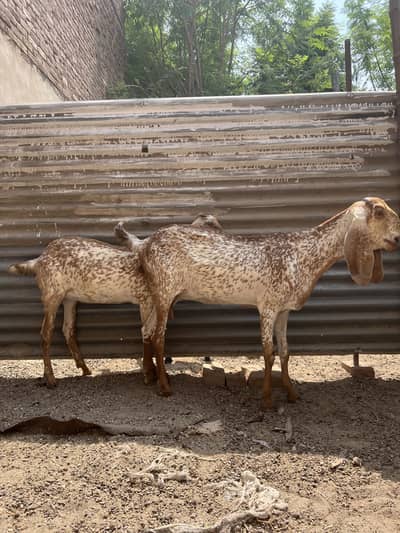 Goats