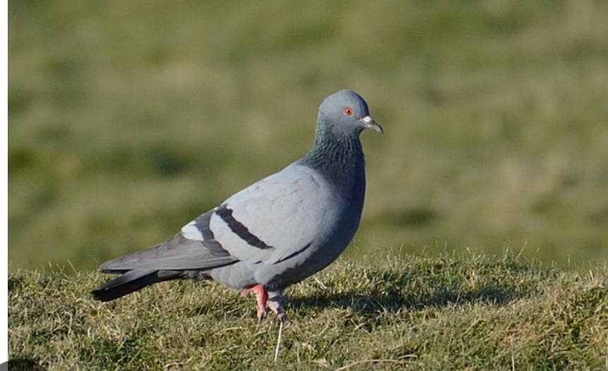 black pigeons 0