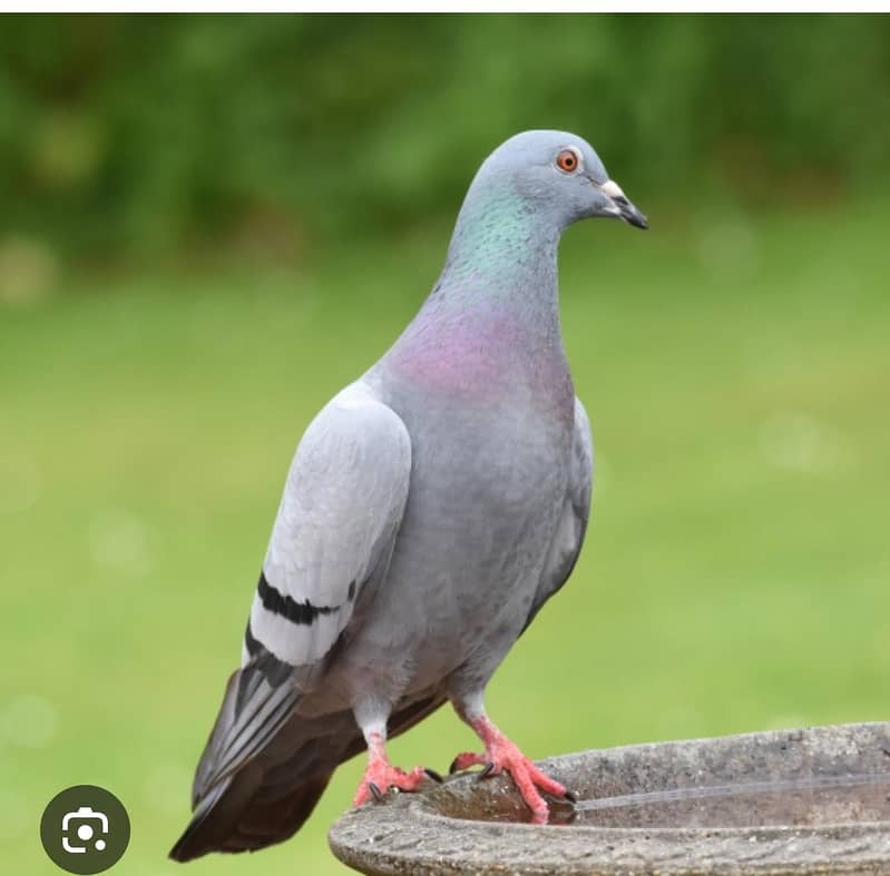 black pigeons 1