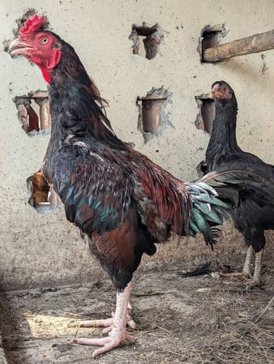 Mianwali Aseel murga 2 Madiyan Jet black Available