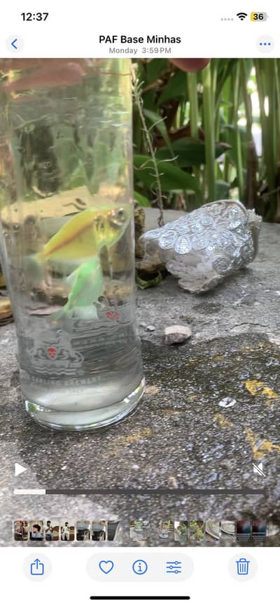 Aquarium fishes