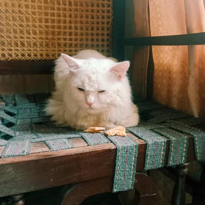 white cat Persian