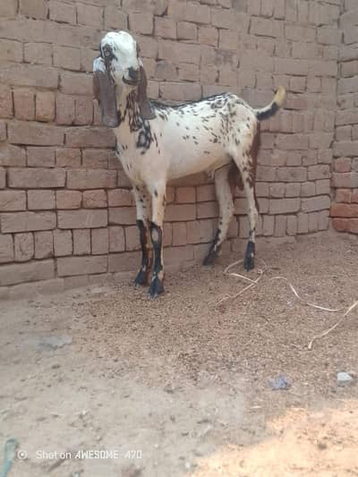 Bakra 0.3 0.7. 600.33. 60
