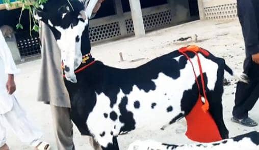 2 bacchon wali bakri for sale call_03230718297