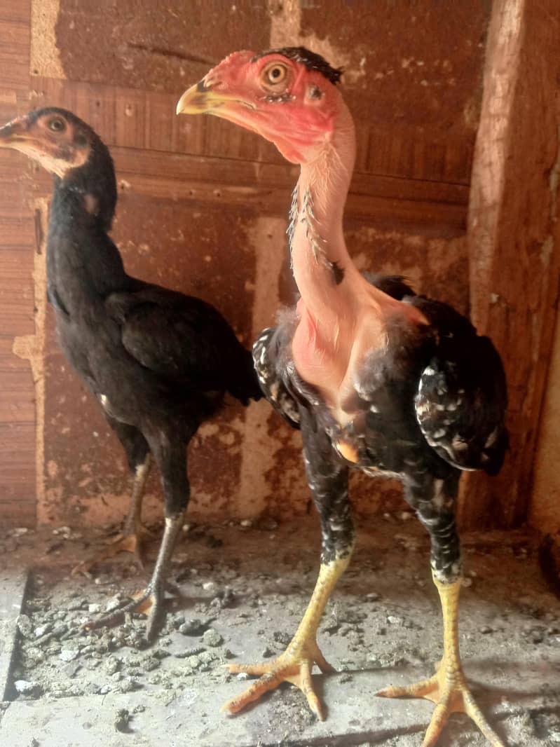 Aseel pair 2