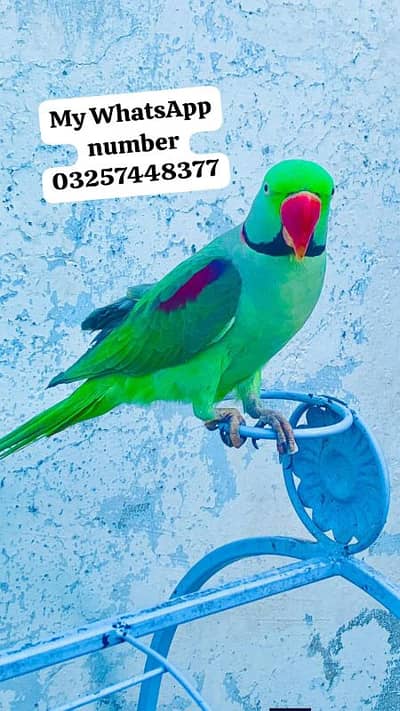 Kashmir Raw paroot for the