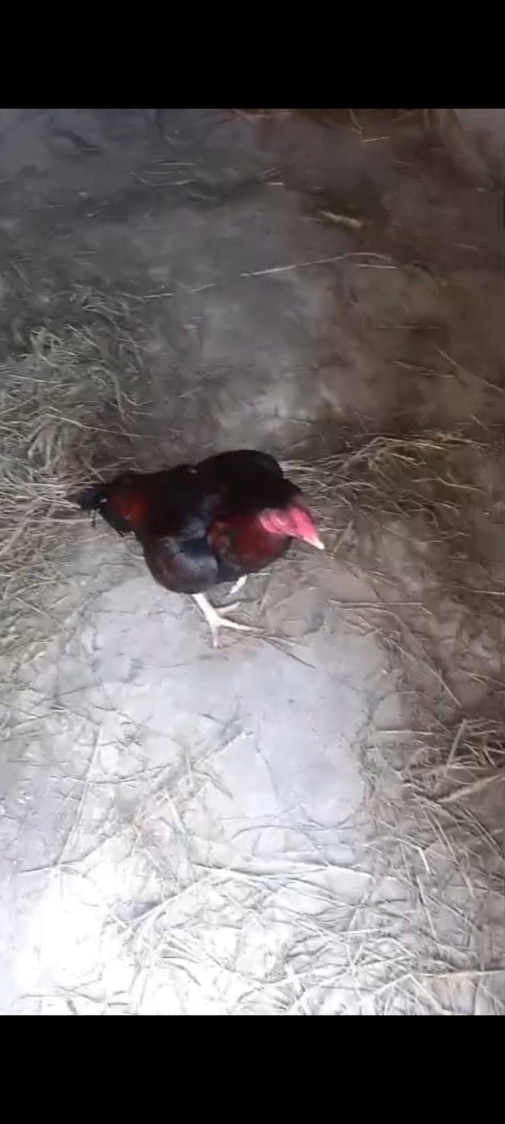 Home breed 0