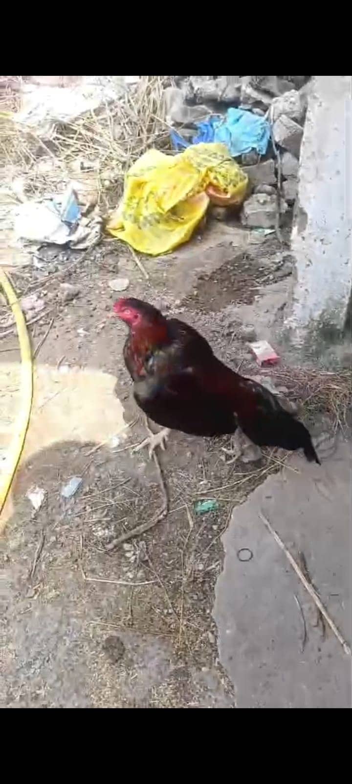 Home breed 4