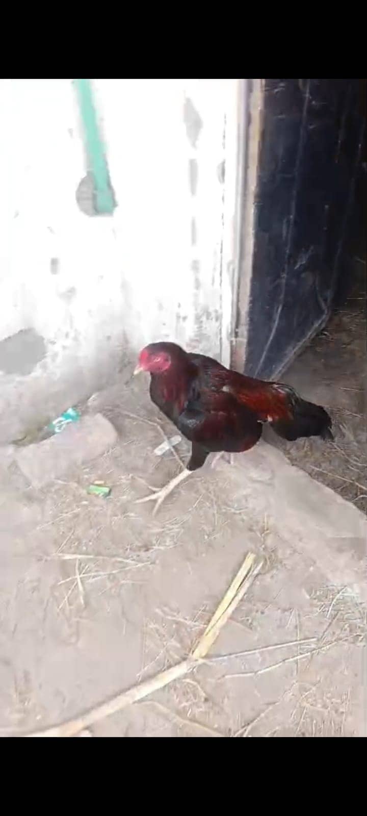 Home breed 5