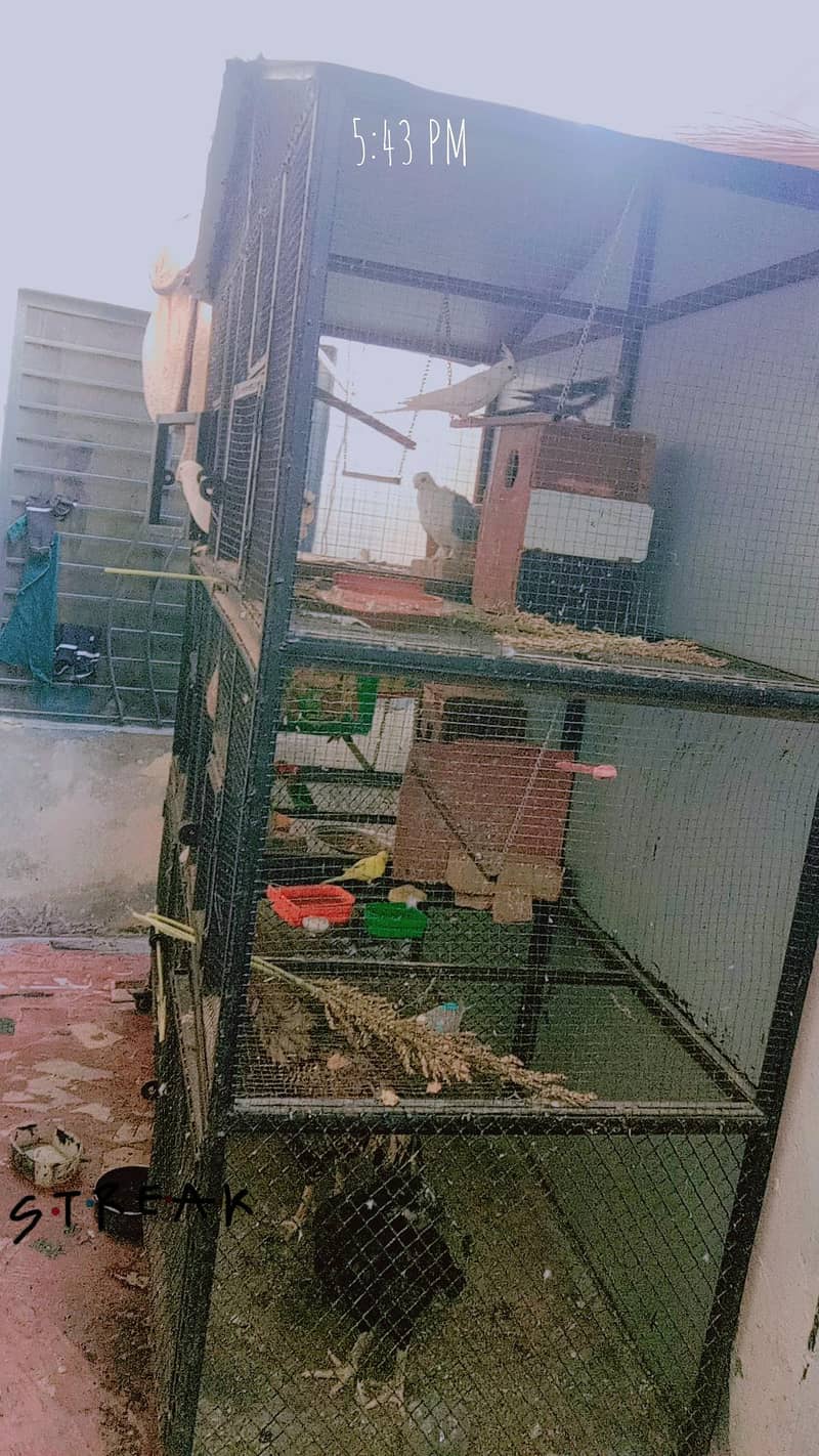cage Bird 0