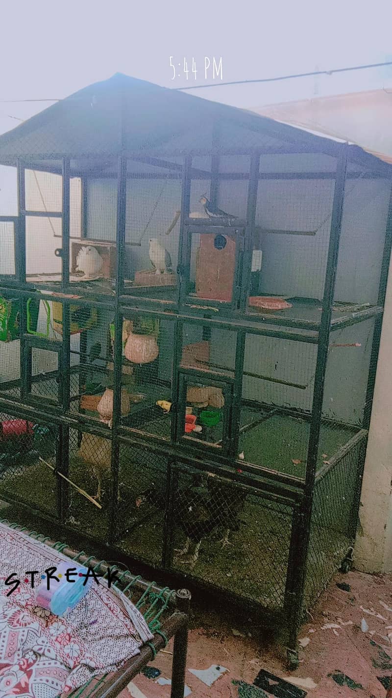 cage Bird 1