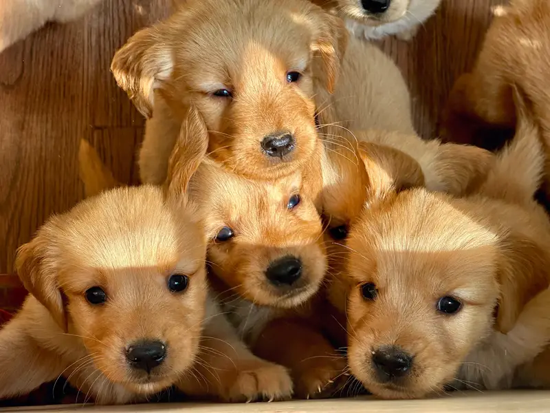 Premium Golden Retriever Puppies for Sale - Imported Bloodline