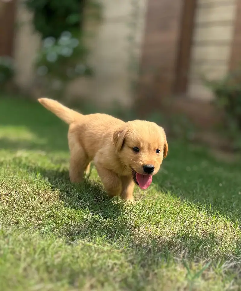 Premium Golden Retriever Puppies for Sale - Imported Bloodline — photo 2