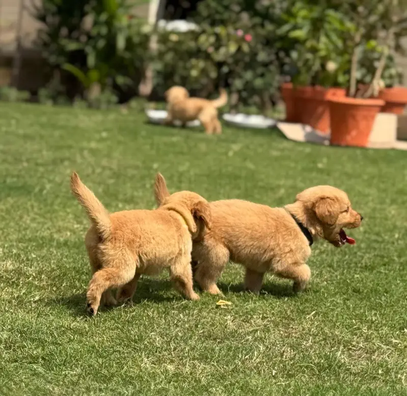 Premium Golden Retriever Puppies for Sale - Imported Bloodline — photo 3