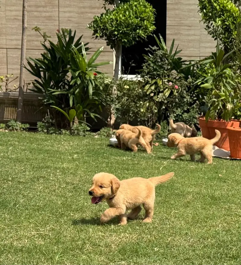 Premium Golden Retriever Puppies for Sale - Imported Bloodline — photo 4