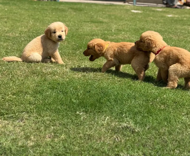 Premium Golden Retriever Puppies for Sale - Imported Bloodline — photo 5