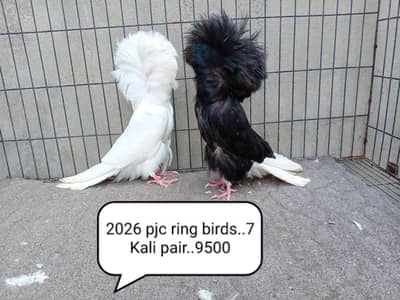 fancy pigeons/swallow/fantail/Jacobin/frillback/lahori sherazi/norwich