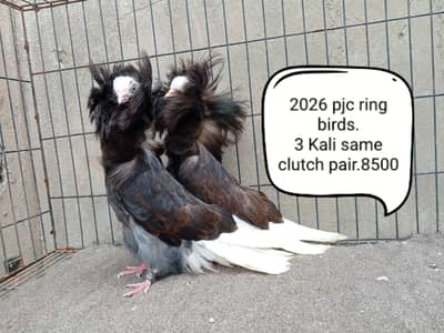 fancy pigeons/swallow/fantail/Jacobin/frillback/lahori sherazi/norwich