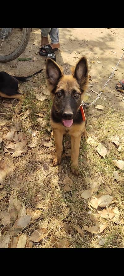 Gsd pair double coat age 3.5 month