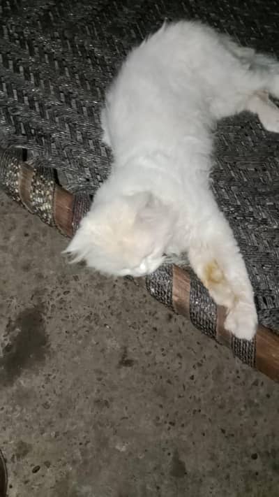 cat for sale