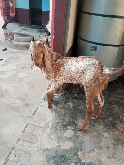 Bakra for sale call_03230718297