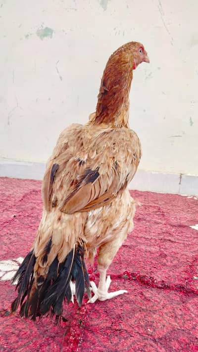 aseel madi