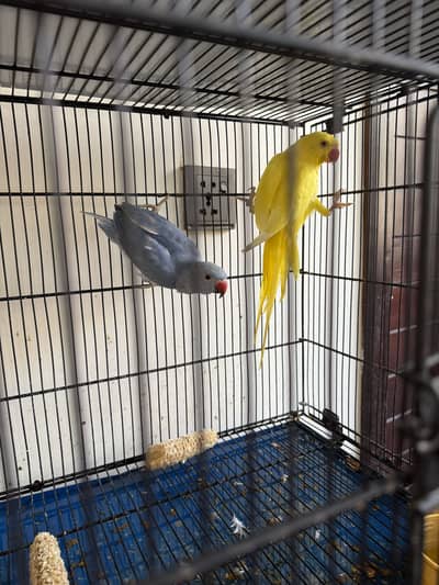 Yellow and Cobalt colour ringneck