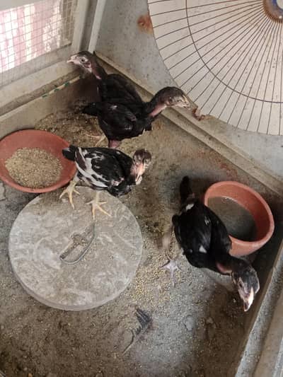 Top Quality Aseel Murgi Pair Available